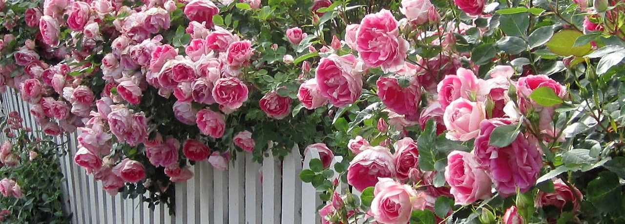 Classic Roses Sales Store 47 Classic Roses Sales Store -Classic Roses Sales Store 235