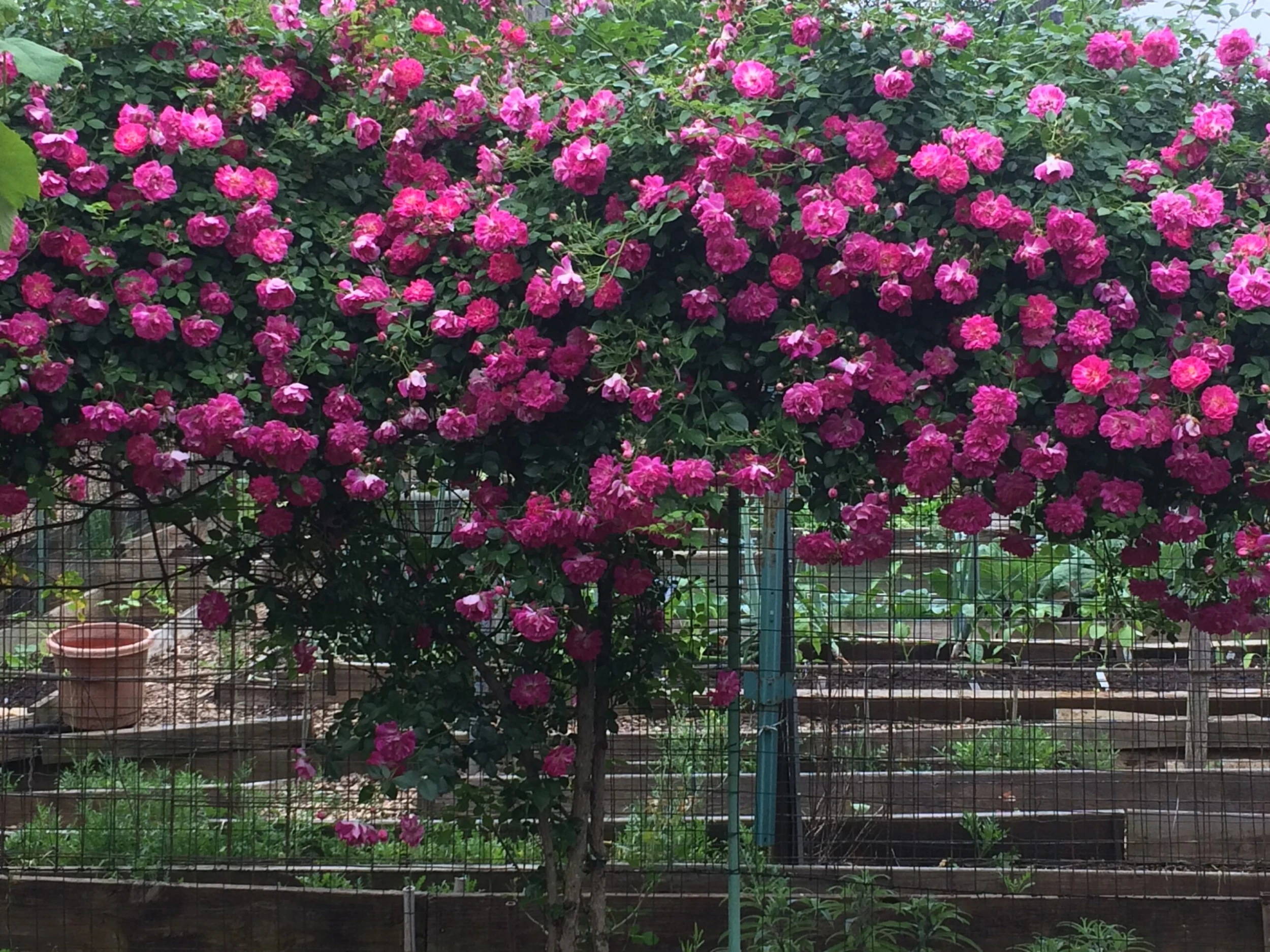 Classic Roses Sales Store 2 Classic Roses Sales Store -Classic Roses Sales Store 5662 scaled