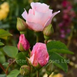Oxford Physic Rose (Shrub Rose) -Classic Roses Sales Store 6dosra bm 2019 14 oxford physic1000px 1