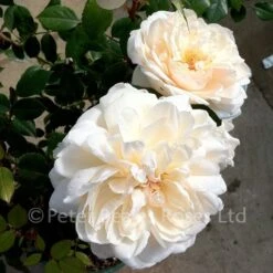 Queen's Jubilee Rose (Shrub Rose) -Classic Roses Sales Store QueensJubileeRose 900 38
