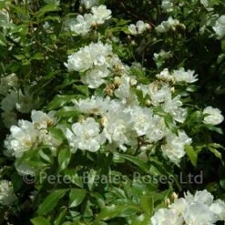 Purezza (Rosa Banksiae Purezza) (Rambling Rose) 11 Purezza (Rosa Banksiae Purezza) (Rambling Rose) -Classic Roses Sales Store Rosa banksaie Purezza 300 32