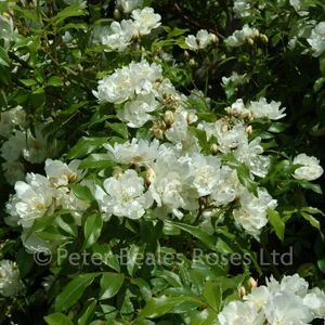 Purezza (Rosa Banksiae Purezza) (Rambling Rose) 7 Purezza (Rosa Banksiae Purezza) (Rambling Rose) - Image 5
