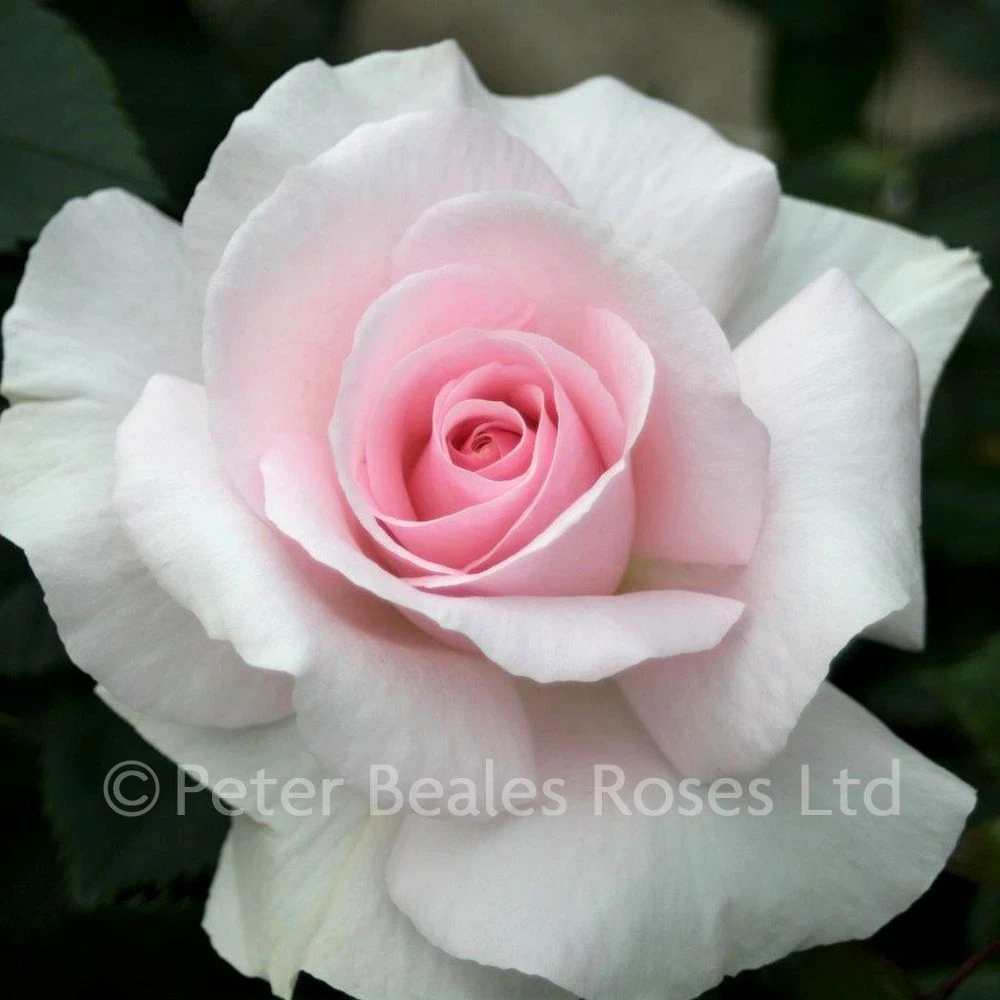 A Whiter Shade Of Pale (Bush Rose) 3 A Whiter Shade Of Pale (Bush Rose)
