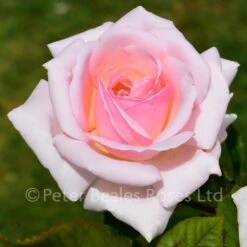 Classic Roses Sales Store -Classic Roses Sales Store a whiter shade of pale bm 2019 1 edit 1000px
