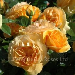 Classic Roses Sales Store -Classic Roses Sales Store absolutely fabulous bm 19 1000px