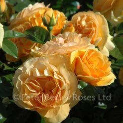 Classic Roses Sales Store -Classic Roses Sales Store absolutely fabulous bm 19 1000px 1