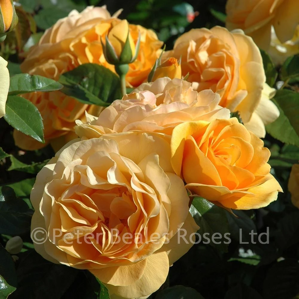 Absolutely Fabulous (Modern Standard Rose) 4 Absolutely Fabulous (Modern Standard Rose) - Image 2