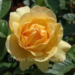 Absolutely Fabulous (Bush Rose) 8 Absolutely Fabulous (Bush Rose) -Classic Roses Sales Store absolutely fabulous bm 20 1000px