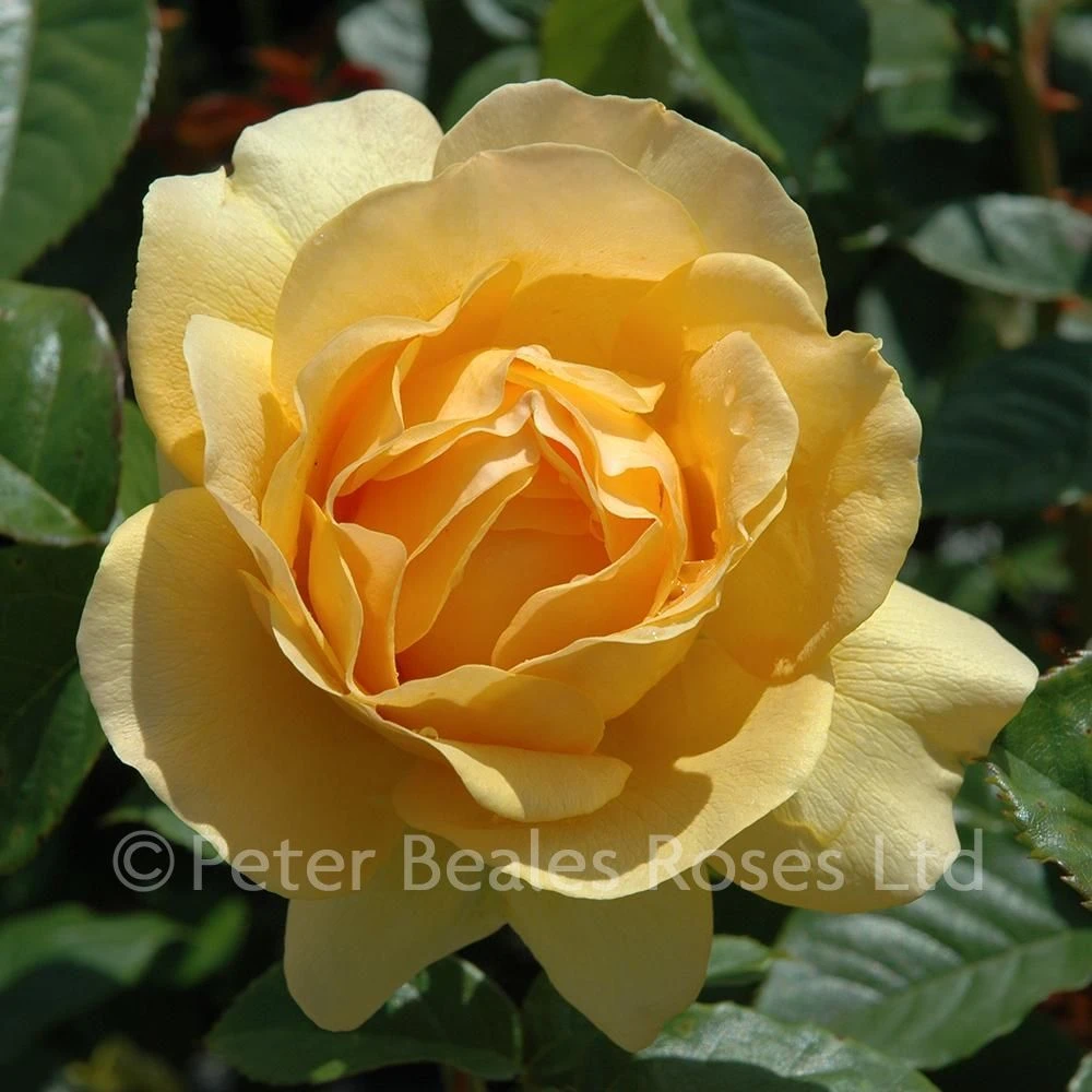 Absolutely Fabulous (Modern Standard Rose) 6 Absolutely Fabulous (Modern Standard Rose) - Image 4