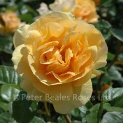 Absolutely Fabulous (Bush Rose) 9 Absolutely Fabulous (Bush Rose) -Classic Roses Sales Store absolutely fabulous bm 21 1000px