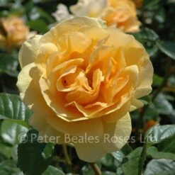 Absolutely Fabulous (Modern Standard Rose) 9 Absolutely Fabulous (Modern Standard Rose) -Classic Roses Sales Store absolutely fabulous bm 21 1000px 1