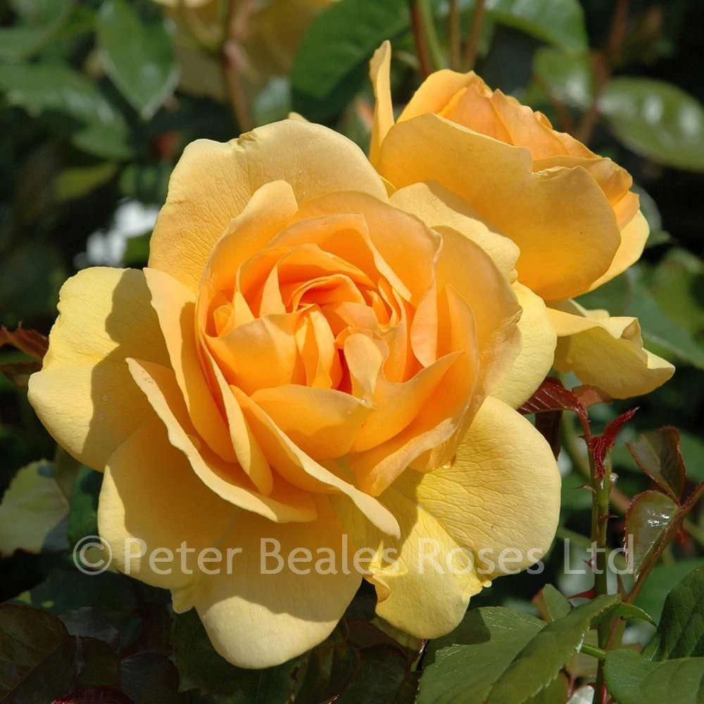 Absolutely Fabulous (Modern Standard Rose) 3 Absolutely Fabulous (Modern Standard Rose)