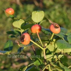 Absolutely Fabulous (Bush Rose) 10 Absolutely Fabulous (Bush Rose) -Classic Roses Sales Store absolutely fabulous hips jd nov 22 6 1000px