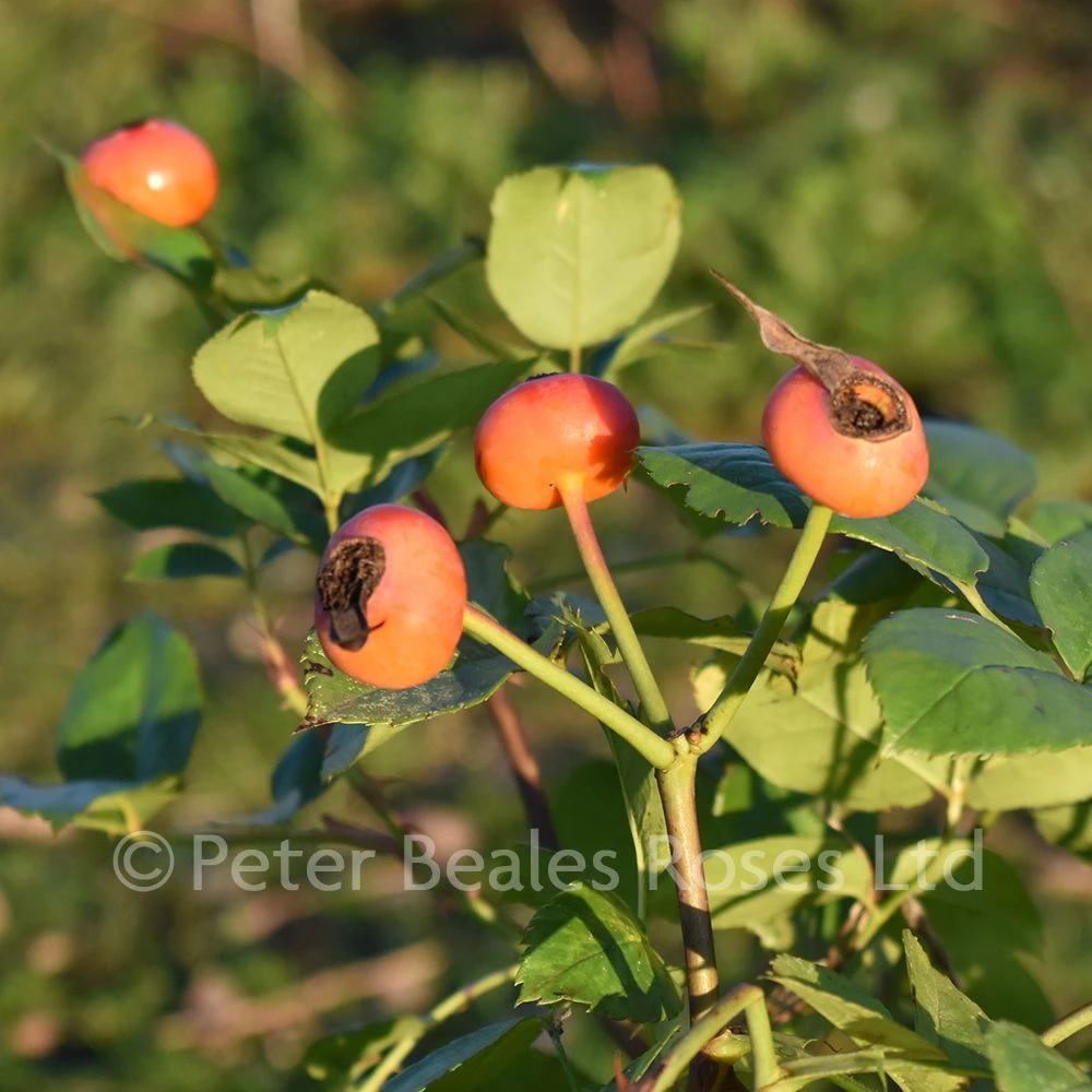 Absolutely Fabulous (Bush Rose) 6 Absolutely Fabulous (Bush Rose) - Image 5