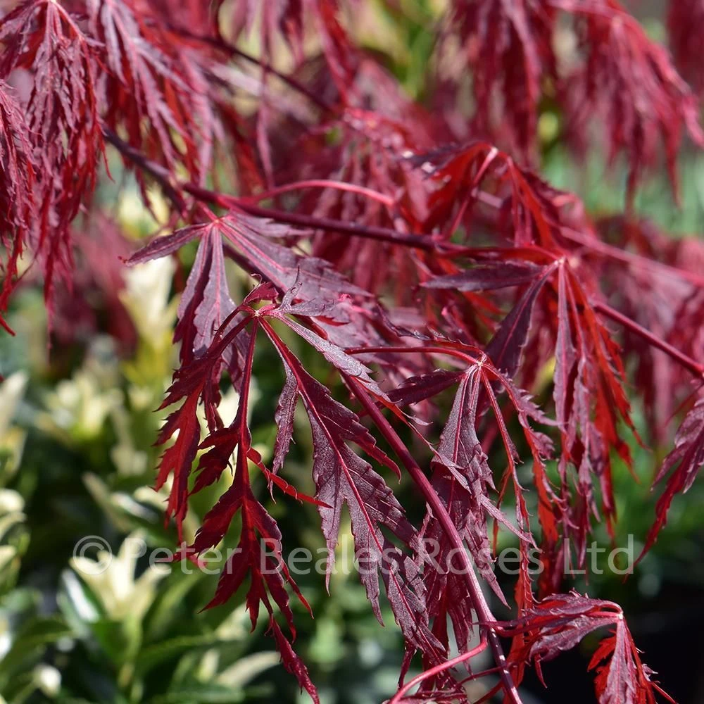 Acer Palmatum Dissectum Garnet (Japanese Maple) 4 Acer Palmatum Dissectum Garnet (Japanese Maple) - Image 2