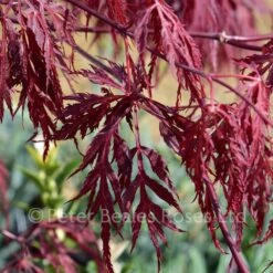Classic Roses Sales Store 28 Acer Palmatum Dissectum Garnet (Japanese Maple)