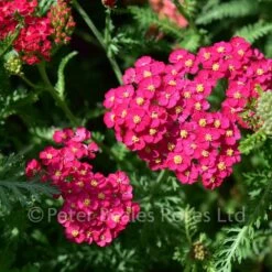 Classic Roses Sales Store -Classic Roses Sales Store achillea paprika bm 2016 2 1000px