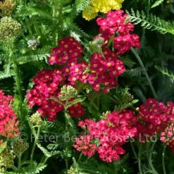 Achillea Millefolium Paprika (Yarrow) -Classic Roses Sales Store achillea paprika bm 2016 9 1000px