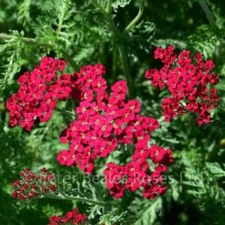 Classic Roses Sales Store 30 Achillea Millefolium Paprika (Yarrow)