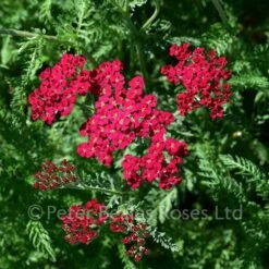 Achillea Millefolium Paprika (Yarrow) -Classic Roses Sales Store achillea paprika bm 2017 1 1000px