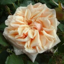 Classic Roses Sales Store 32 Adam (Climbing Rose)