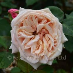 Classic Roses Sales Store -Classic Roses Sales Store adam bm 2016 4 1000px