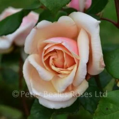 Adam (Climbing Rose) -Classic Roses Sales Store adam bm 2016 7 1000px