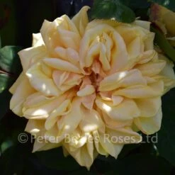 Adam (Climbing Rose) -Classic Roses Sales Store adam bm 2017 1 1000px