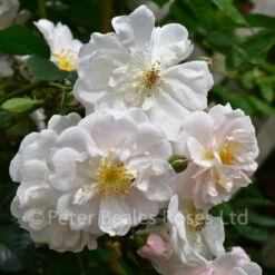 Classic Roses Sales Store 34 Adélaide D'Orléans (Rambling Rose)