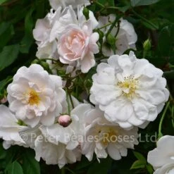 Adélaide D'Orléans (Rambling Rose) -Classic Roses Sales Store adelaide d orleans bm 2016 18 1000px