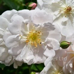 Adélaide D'Orléans (Rambling Rose) -Classic Roses Sales Store adelaide d orleans bm 2016 29 1000px