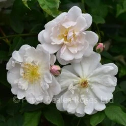 Classic Roses Sales Store -Classic Roses Sales Store adelaide d orleans bm 2016 32 1000px