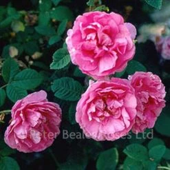 Classic Roses Sales Store 36 Agatha (Shrub Rose)