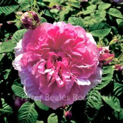 Classic Roses Sales Store -Classic Roses Sales Store agatha c.o 1000px 1