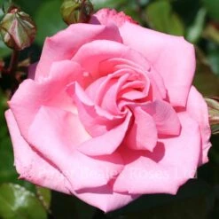 Agatha Christie (Climbing Rose)