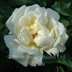 Classic Roses Sales Store 39 Agnes (Shrub Rose)