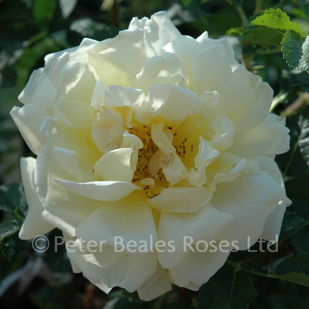 Agnes (Shrub Rose) 4 Agnes (Shrub Rose) - Image 2