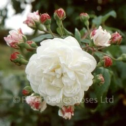 Classic Roses Sales Store 41 Aimée Vibert (Rambling Rose)