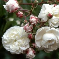 Classic Roses Sales Store -Classic Roses Sales Store aimee vibert 4 1000px