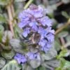 Ajuga Repens Black Scallop 2 Ajuga Repens Black Scallop -Classic Roses Sales Store ajuga reptans black scallop 1000px