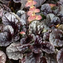Classic Roses Sales Store -Classic Roses Sales Store ajuga reptans black scallop 1 1000px
