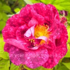 Alain Blanchard (Shrub Rose) 9 Alain Blanchard (Shrub Rose) -Classic Roses Sales Store alain blanchard02 1000px