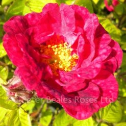 Alain Blanchard (Shrub Rose) 10 Alain Blanchard (Shrub Rose) -Classic Roses Sales Store alain blanchard3 1000px