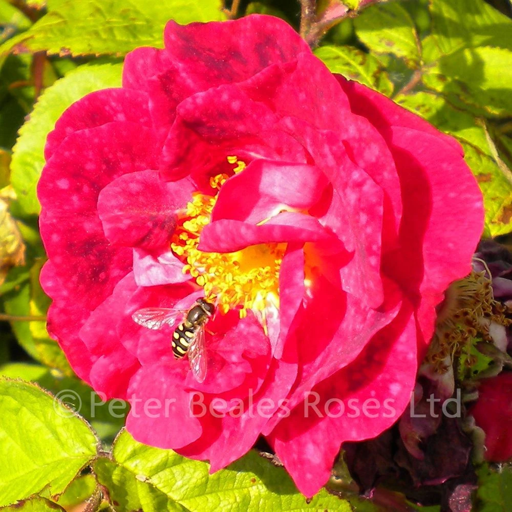 Alain Blanchard (Shrub Rose) 7 Alain Blanchard (Shrub Rose) - Image 5