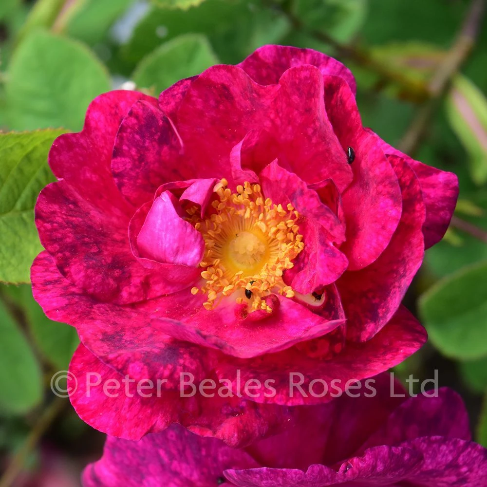 Alain Blanchard (Shrub Rose) 3 Alain Blanchard (Shrub Rose)