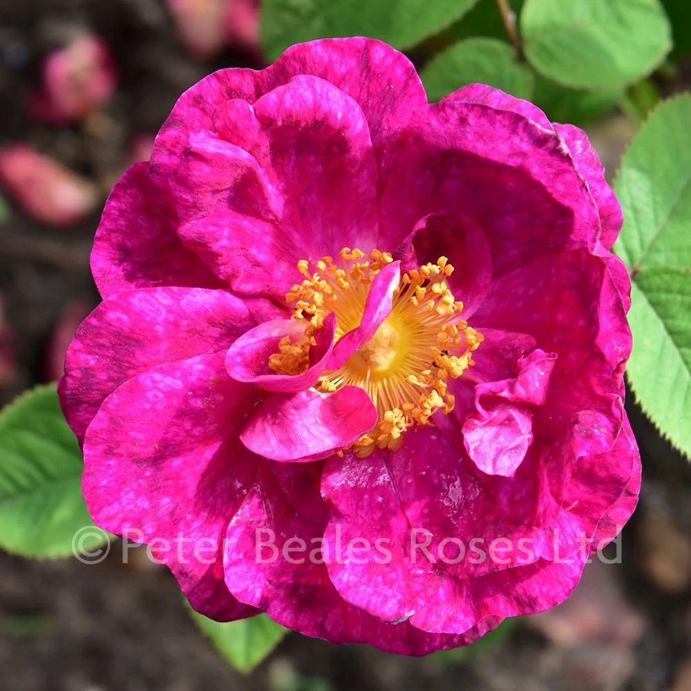 Alain Blanchard (Shrub Rose) 4 Alain Blanchard (Shrub Rose) - Image 2