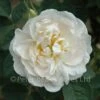 Alba Maxima (Shrub Rose) -Classic Roses Sales Store alba maxima bm 15 1000px