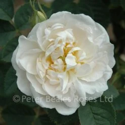 Alba Maxima (Shrub Rose)