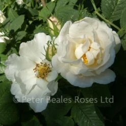 Alba Semi-Plena (Shrub Rose)