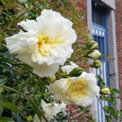 Alberic Barbier (Rambling Rose) 11 Alberic Barbier (Rambling Rose) -Classic Roses Sales Store alberic barbier 2 1000px